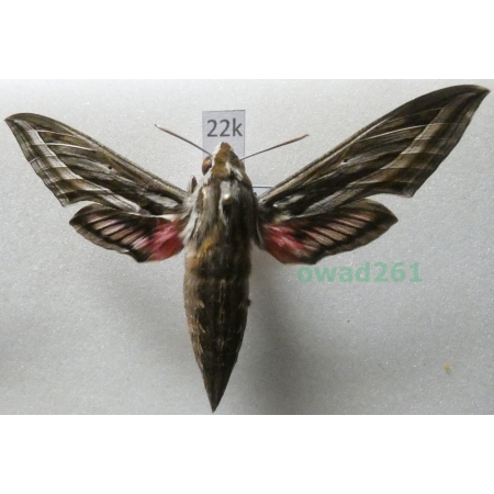 Hippotion celerio (Linnaeus, 1758) Croatia22k